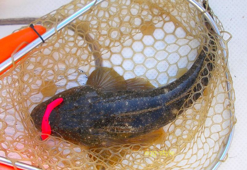 朝一番は、この蛍光赤に食う確率が高い 案の定喰った