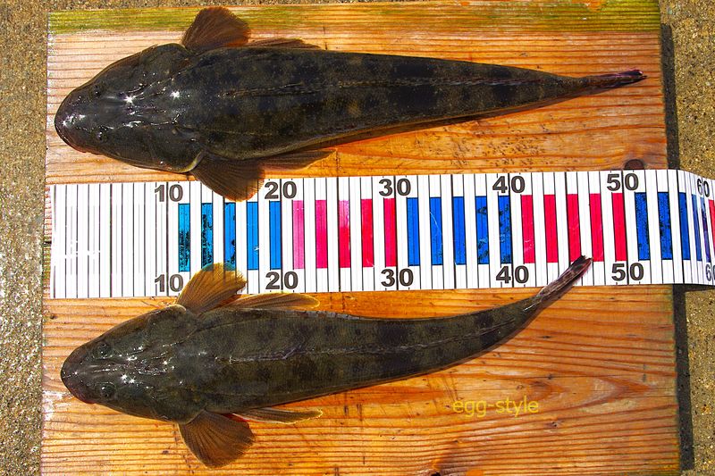本日の釣果　マゴチ2匹は晩ごはんのおともに最高の肴になります