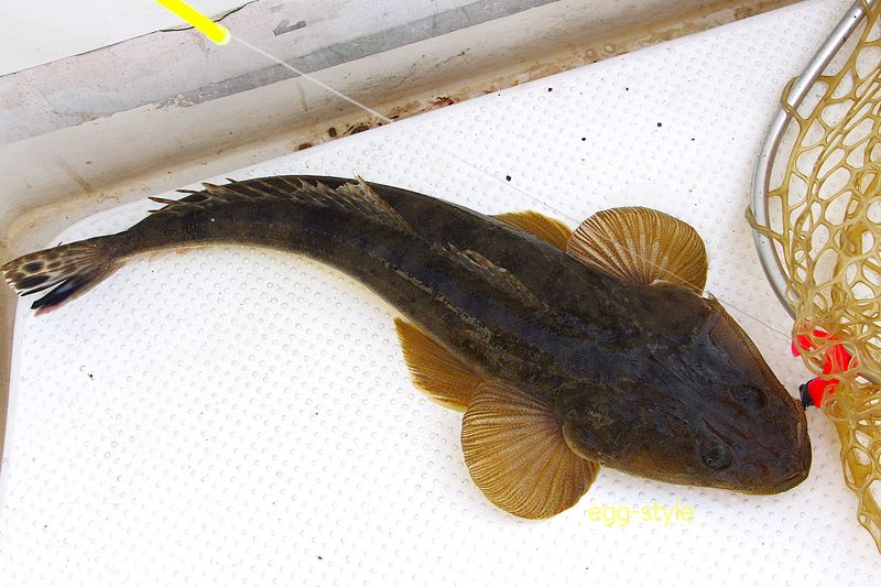 1匹目の50cm超、朝一番の濃赤に喰った