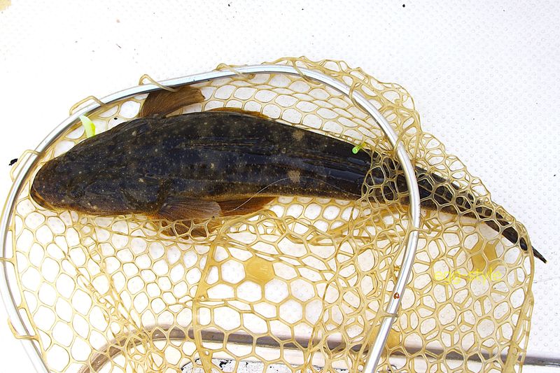 2匹目のマゴチはヒラメ狙いで緑に食ってきた49cm……