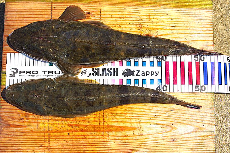 本日の釣果 マゴチ57cm 50cm なぜか3匹目はいつも幻