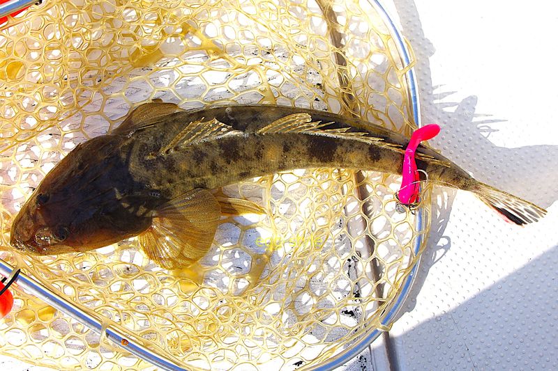 2匹目50cm ルアーローテで濃赤に戻ったら喰った
