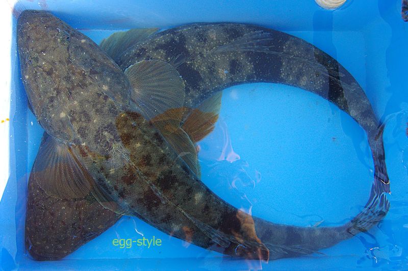 コンテいけすで海水循環させて生かし、沖上がりで締めます