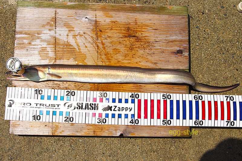 本日の釣果 80cmを大きく超える長さだ