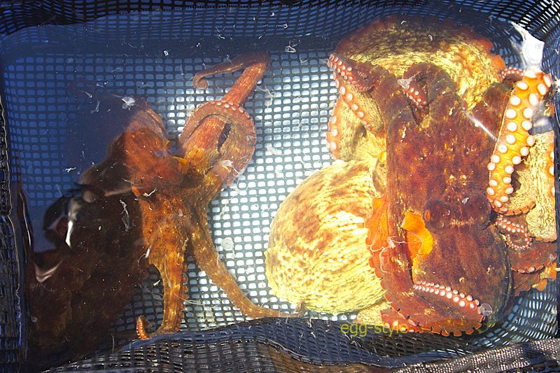 隙を狙っている連中です 油断大敵な逃げ出す輩