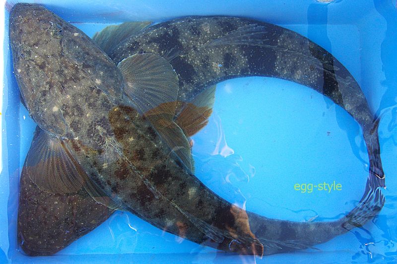 今期の最長寸57cm 60超が目標の型もの　2匹釣れれば御の字