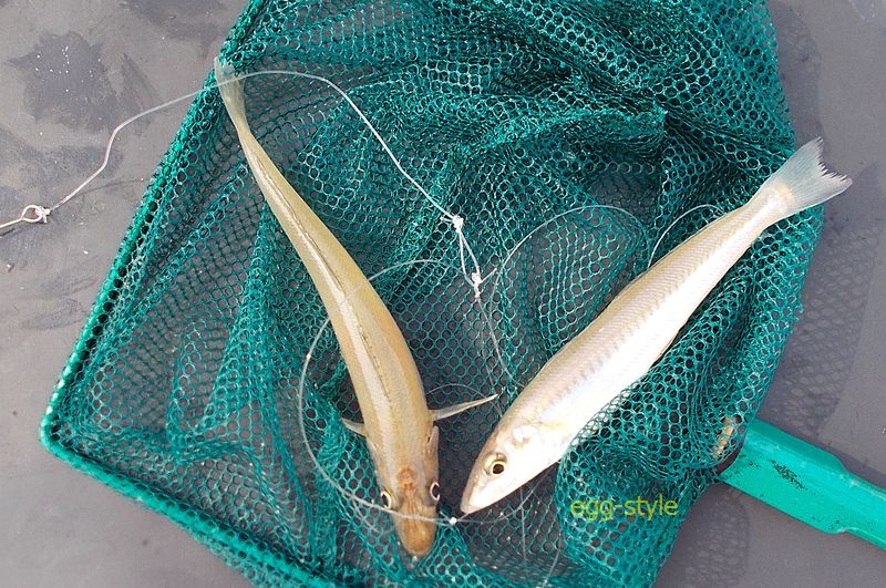 シロギス釣りは、ブルルンルーンという爽快アタリが楽しい