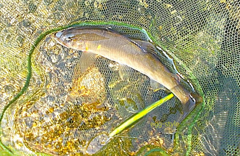 ルアーにアタックしてきた型の良い鮎　とにかく面白い釣りだ