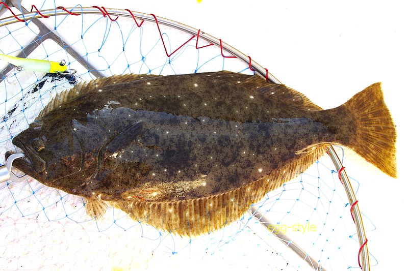 ヒラメ 随分修行をさせられましたが、鮃鯒修行は続く
