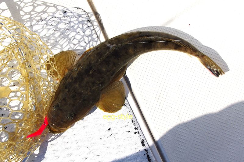 頭から吸い込んだとたんにフッキング　気分は最高