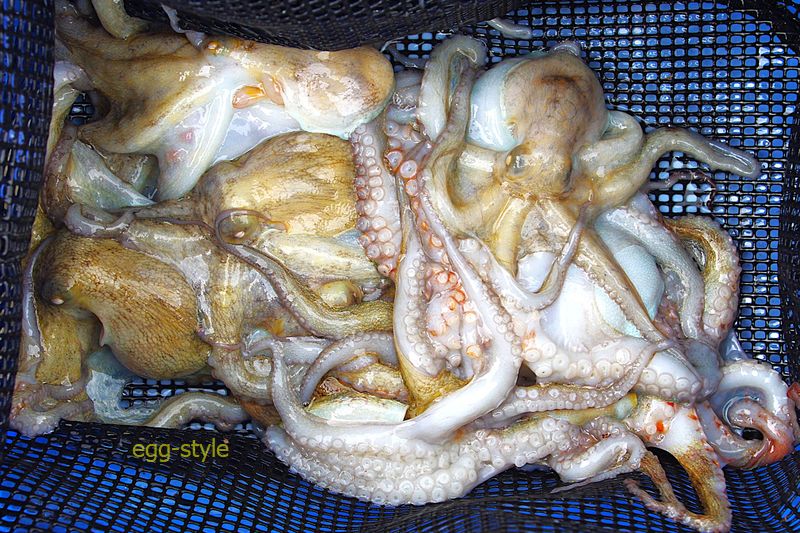 本日の釣果　小ぶりが多いですが、ひと潮ごとに大きくなるので、次です