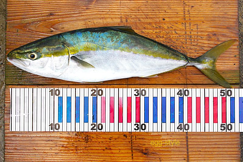 本日の釣果 数を追うのは嫌いだが、2匹は欲しかったし食べたい