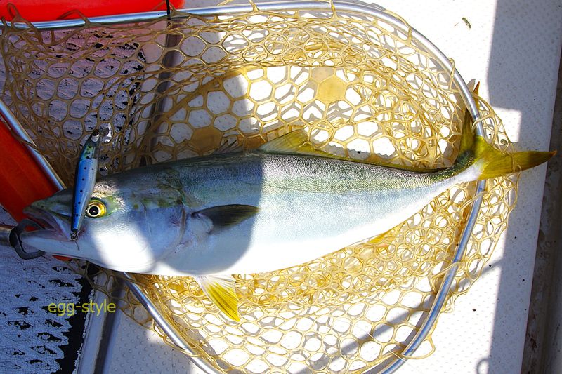 このサイズのハマチが釣れると、青物釣りは面白くておいしい晩ごはん