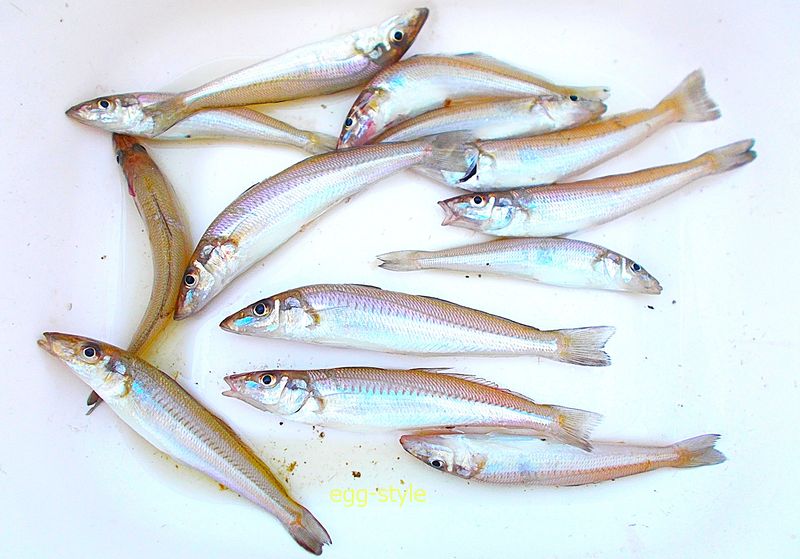 小もの君たちが食欲旺盛なのか、シロギスの釣果は13匹