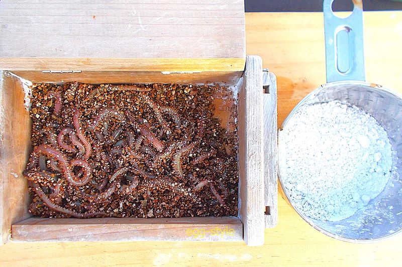 エサは石ゴカイ　1匹掛けでも果敢に喰う　石粉があると便利