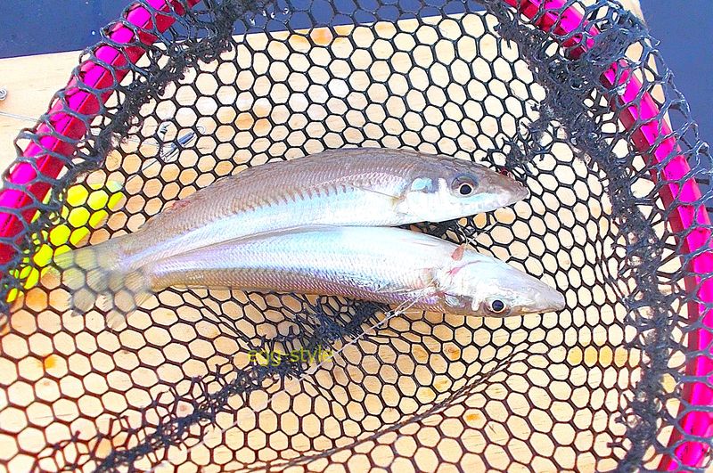 追い食いさせてダブルで釣れると嬉しいシロギス