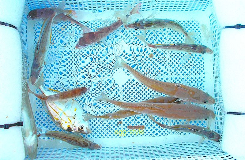 飲み込んだのはグロッキー　小ものが水槽みたいに泳ぐのは楽しい