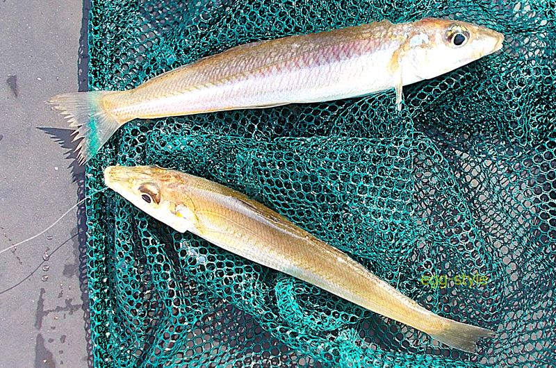 夏のシロギス釣りは、涼しい時間帯に味わいたい