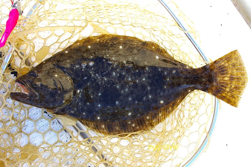 ヒラメは、存在感がある狙いもの　貫禄あります
