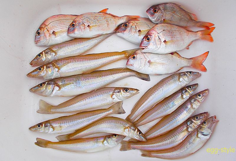 本日の釣果 おいしく頂きました チャリコの元気なのは帰った