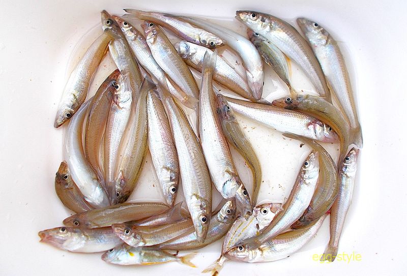 暑さにも安定するのがシロギス釣り　朝に時間にうってつけ