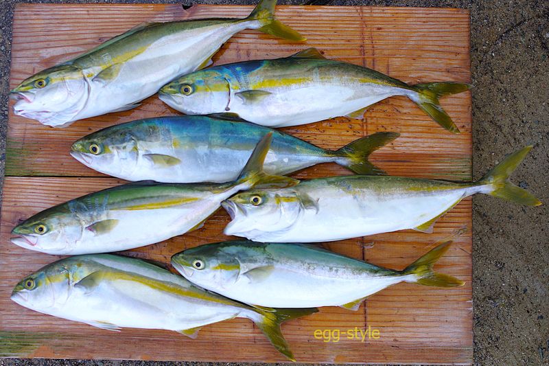 ライトジギングでツバスを釣ると楽しく、我が家の食糧確保