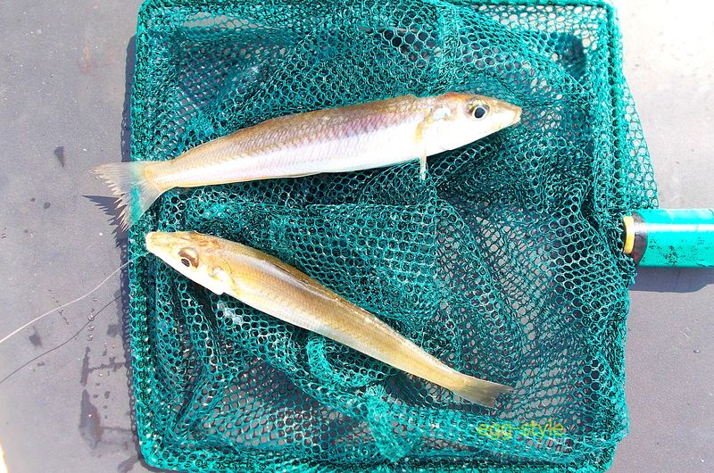 シロギスは、小さいけれど釣れば満足できる狙いもので、うまい