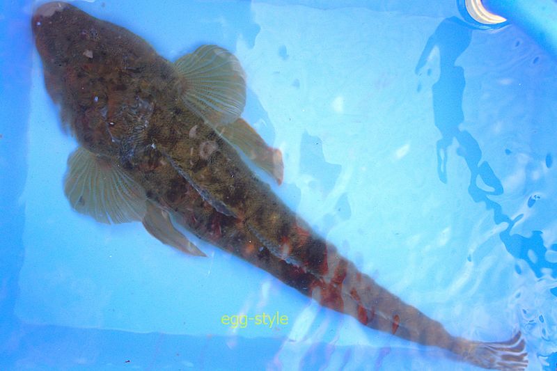 型ものの砂ものが釣れると1匹でも満足して帰れる