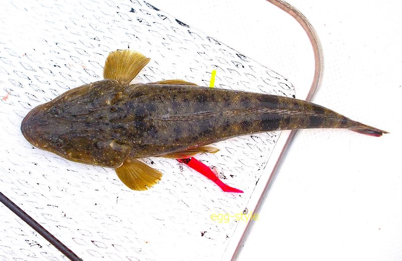 照りゴチの洗いを食べたいですが、このところバラシ続きでショボン