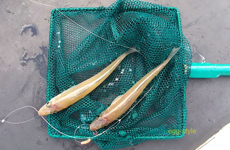 秋のシロギス釣りは、かなりのんびりとできるので好きです