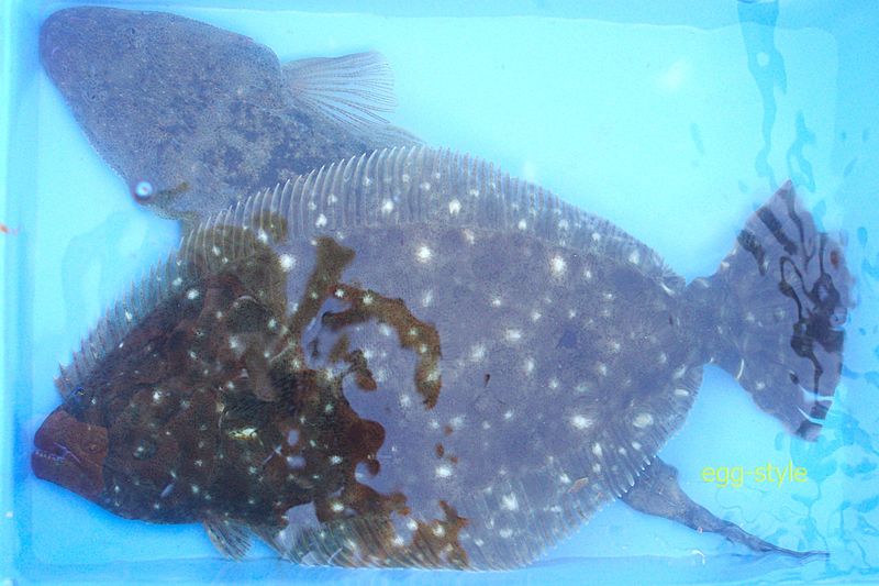 この2匹が釣れれば、この日は大きな満足感を持ち帰れる