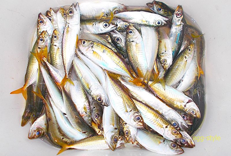本日の釣果　小アジ(マアジ,マルアジ) 小サバ イワシで70匹