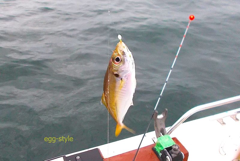 連で釣ればあっという間にたくさんの元気もの