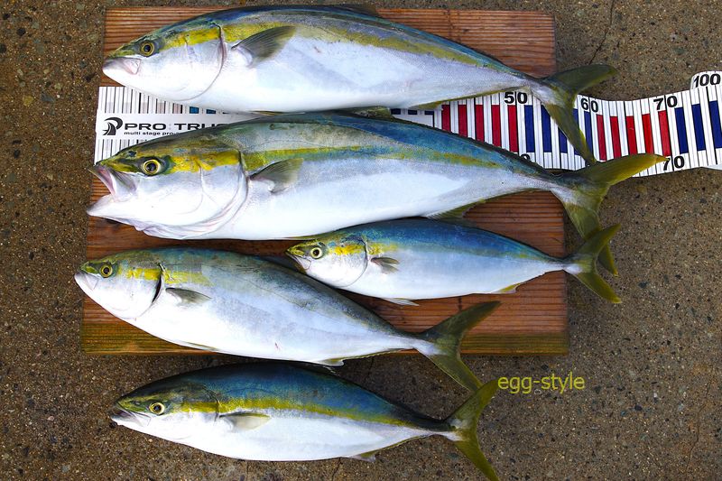 本日の釣果 メジロ2本がかなり嬉しい