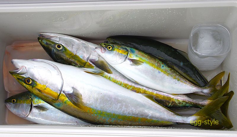 これ以上食べれない限界の5匹 かなりの満足感