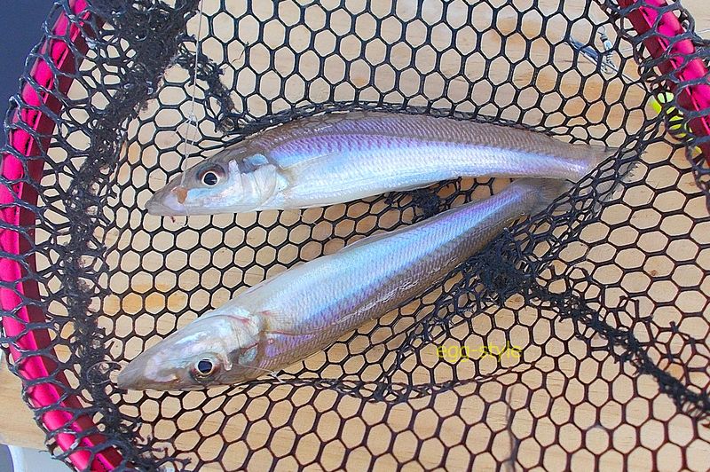 小アジほども釣りませんが、このきれいな魚が20匹釣れると嬉しい