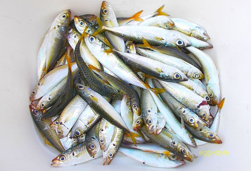 9月は4回釣って、200匹くらい食べました　食べるために釣っています