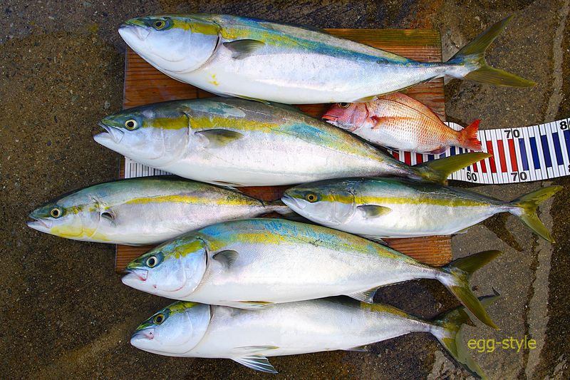 本日の釣果 少々大人げない マダイ紅一点のようでうれしい