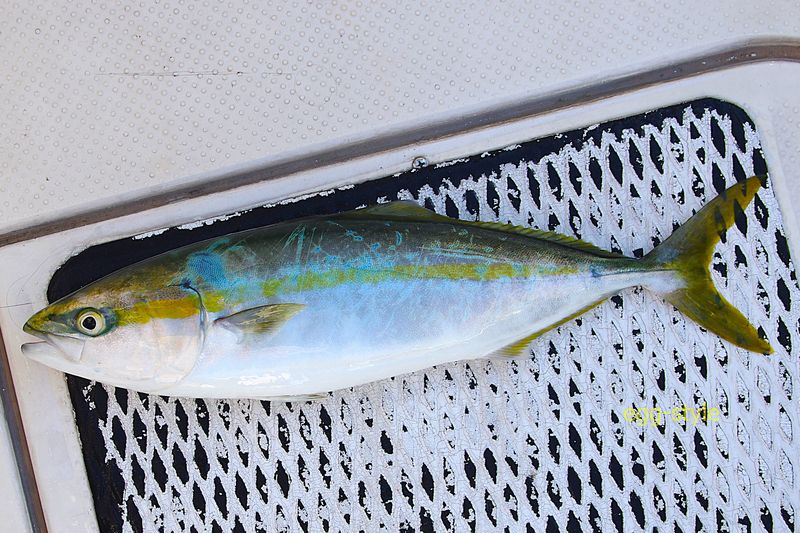 50cmでもハマチは小さく見えてしまうぜいたくさ